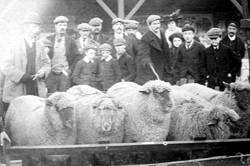A sheep sale in 1910