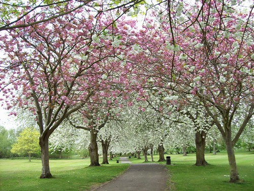 The Wellhead Gardens today