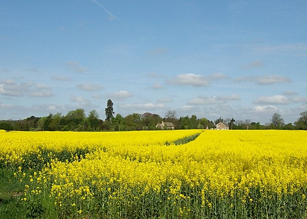 Oil seed crop at Cawthorpe