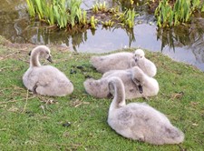 The remaining cygnets