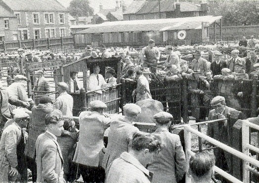 Cattle market in 1970