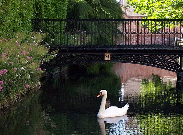 Swan on the Bourne Eau