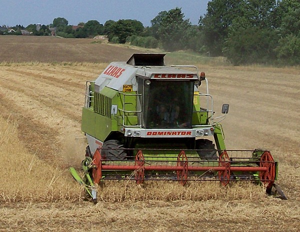 Harvesting peas