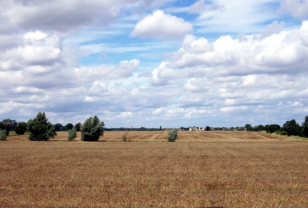 Corn awaiting the combine