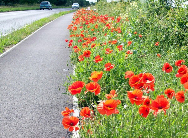 Roadside poppies at Morton