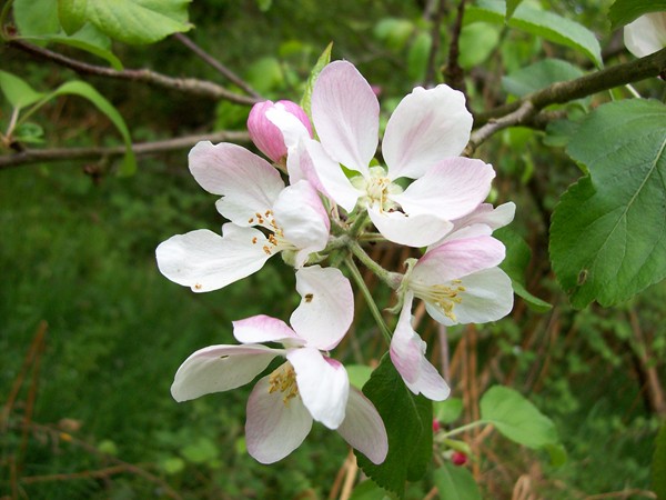 Apple blossom in Bourne Wood