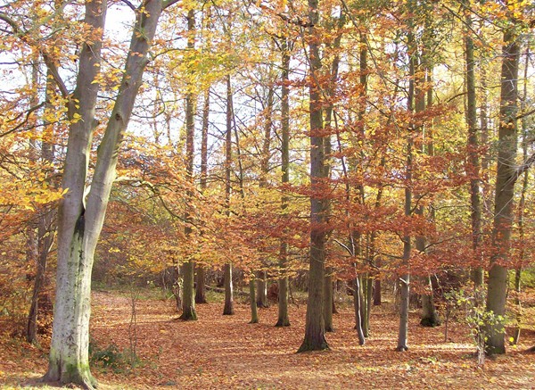 Autumn in Bourne Wood