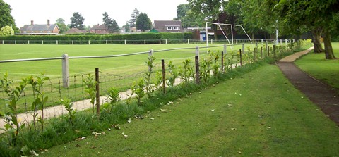 The newly planted laurel hedge