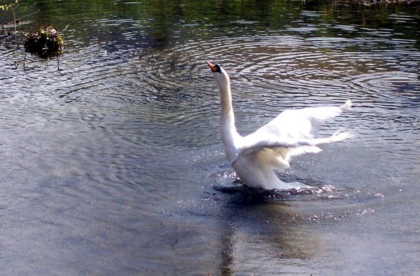 Swan on the Bourne Eau