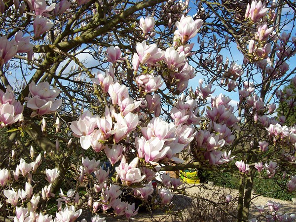 Magnolia in Mill Drove