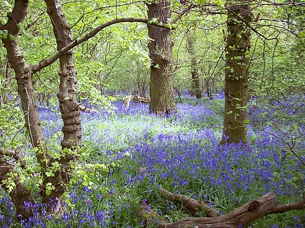 Bluebells in Dole Wood