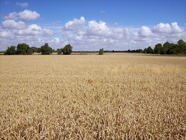 Awaiting the combine