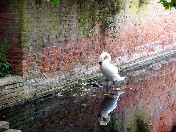 Stranded swan