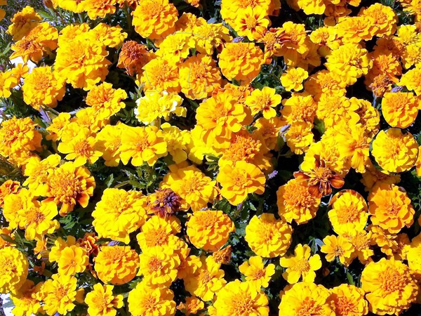 French marigolds