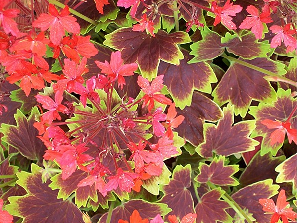 Vancouver geranium