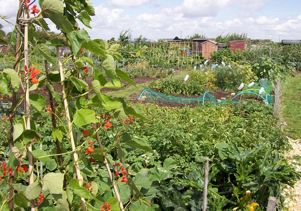 Council allotments