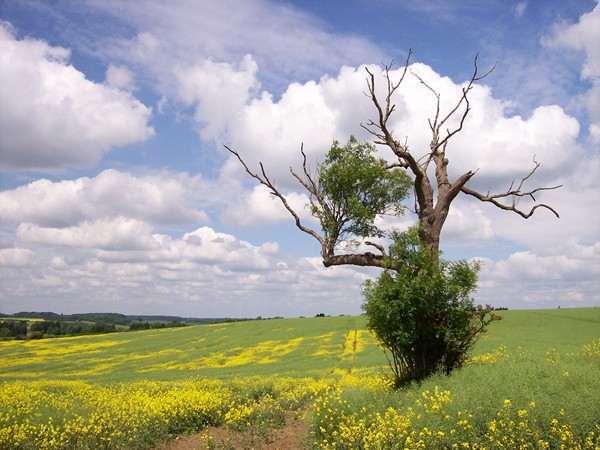 Swallow Hill near Thurlby