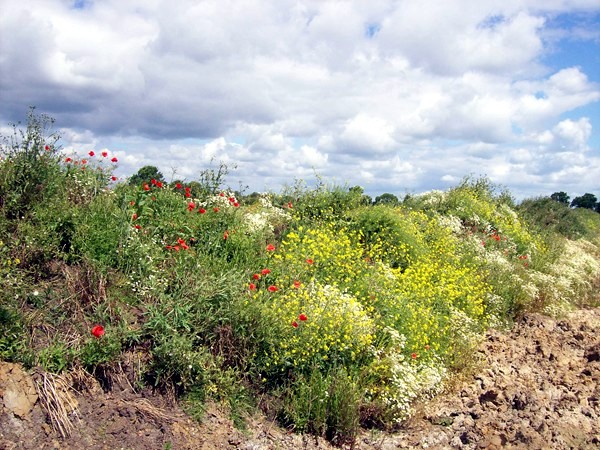 Wayside wild flowers