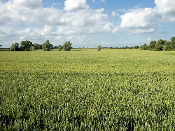 Green corn near Bourne