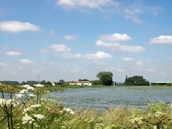 Flax in Bourne South Fen