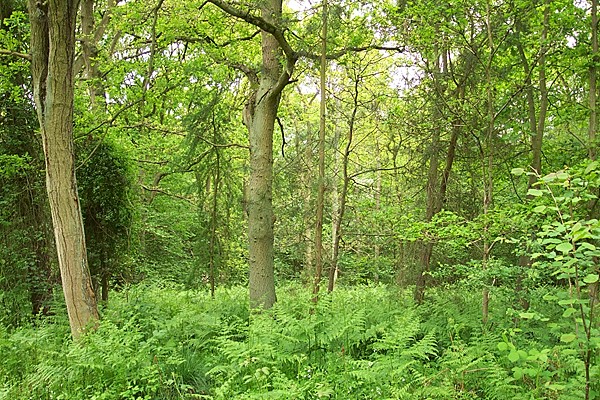 Bourne Wood in May