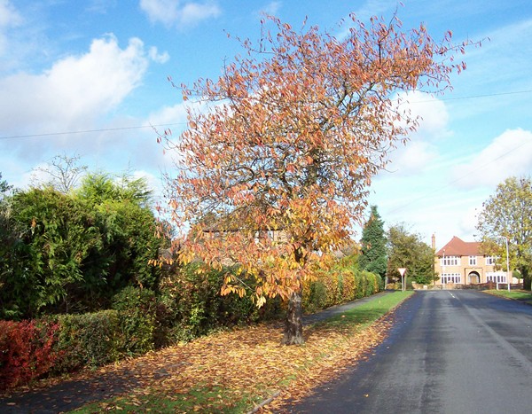 Queen's Road in November