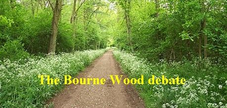 Bourne Wood in summer