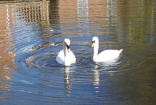 Swans on the Bourne Eau