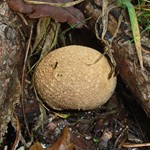 Common earthball