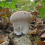 Common puffball