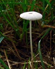 Fairy parasol