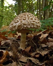 Shaggy parasol