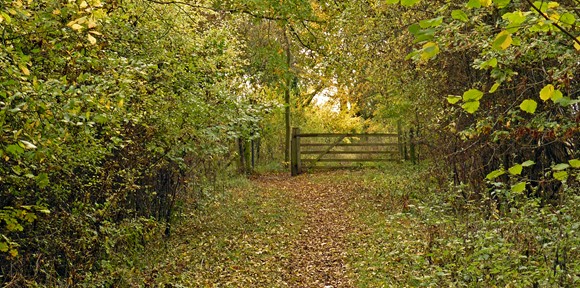 Bourne Wood