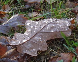 Bourne Wood