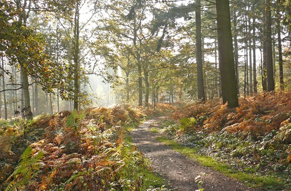 Bourne Wood