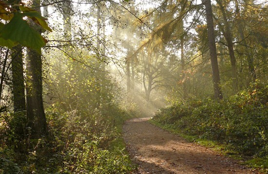 Bourne Wood