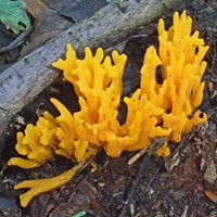 Jelly antler fungus