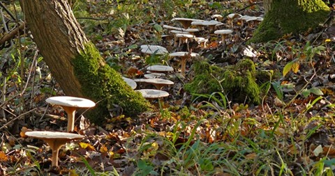 Common funnel caps