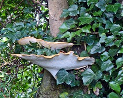 Dryad's saddle