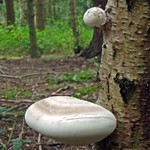 Birch polypore