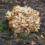 Cauliflower fungus