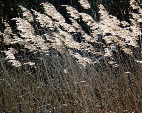 Photograph from April 2010 by Geoff Bell