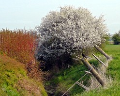 Blackthorn near Mill Drove