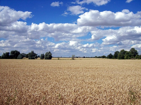 Wheat fields