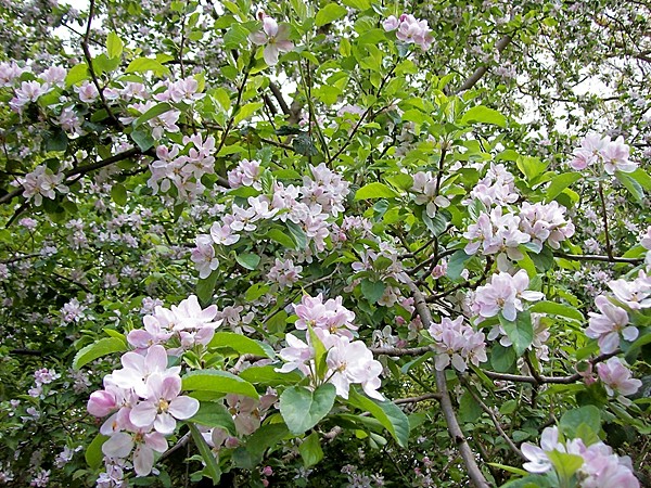 Apple blossom in Bourne Wood