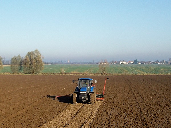 Drilling winter wheat