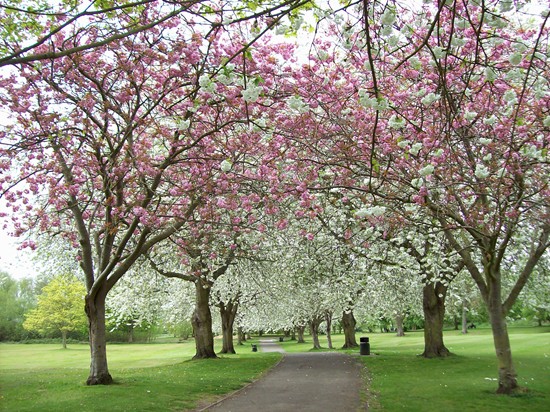 Cherry blossom in April 2010