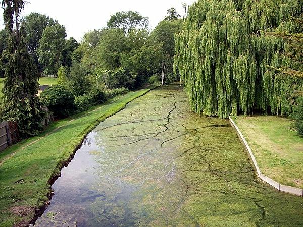 Algae on the Bourne Eau