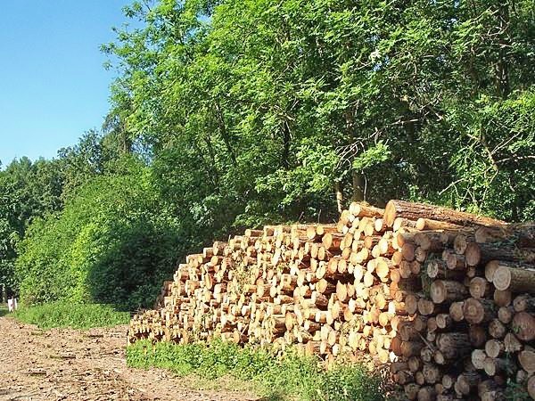 Timber production in Bourne Wood