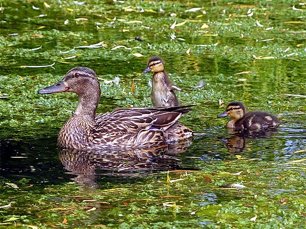 Photographed in June 2013 by Geoff Bell